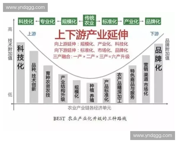 体育活动品牌化路径探索与实践：提升品牌价值与市场影响力的策略分析